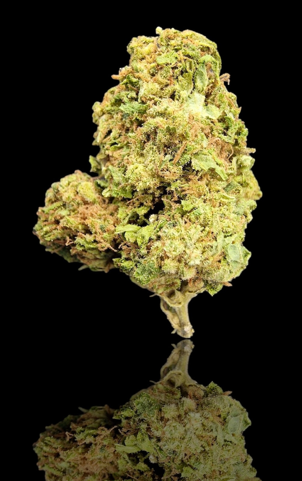 Mimosa