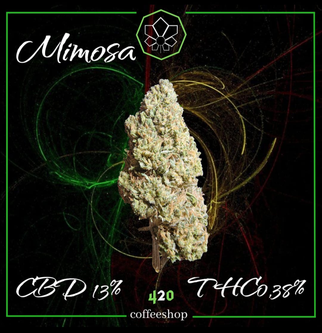 Mimosa