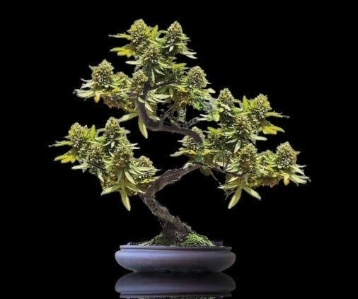 BONSAI STABILIZZATO