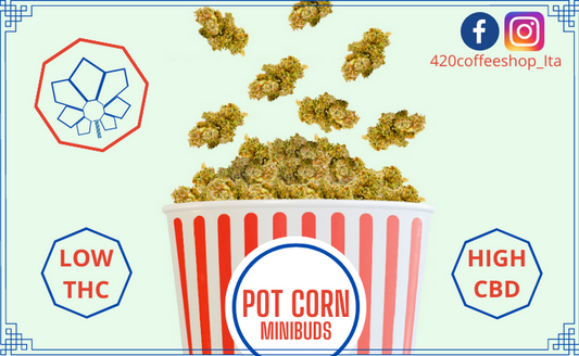 Cimette "pot corn"  10GR